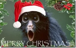 MONOS NAVIDAD, MACACOS, CHIMPANCES BUSCOIMAGENES COM (1)