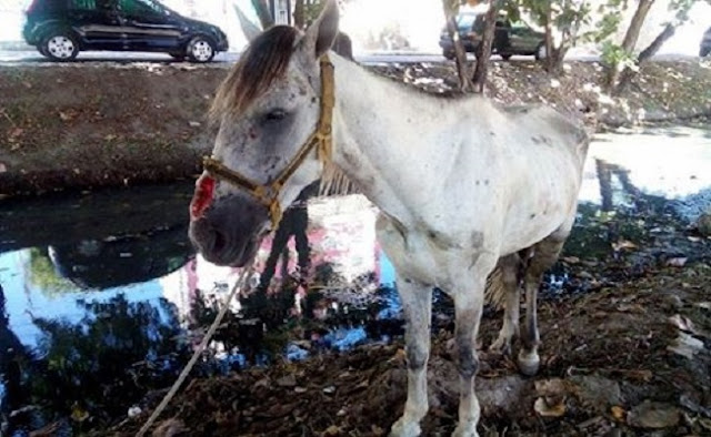 Cavalo que sofria maus tratos e resgatado e carroceiro é punido em Aracaju