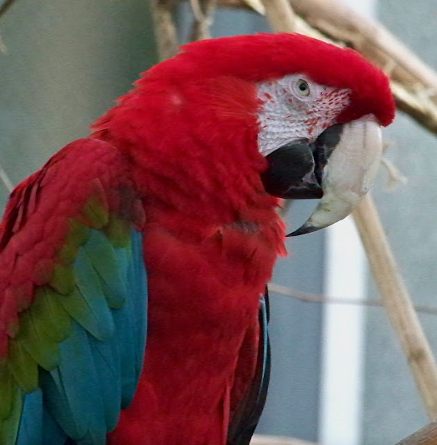 This parrot has a red head and breast, white eye and cheek, a white upper mandible and a black lower.
