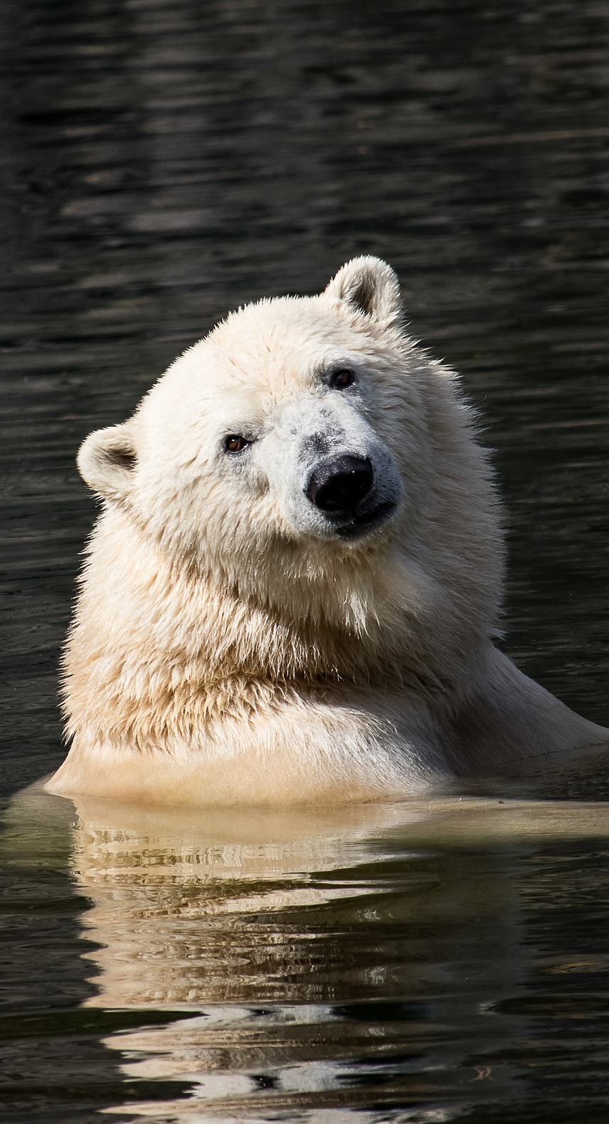 A polar bear in the water.