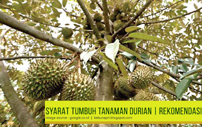 Syarat Tumbuh Tanaman Durian Yang Bagus, Syarat Tumbuh Durian, Rekomendasi Syarat Tumbuh Durian,