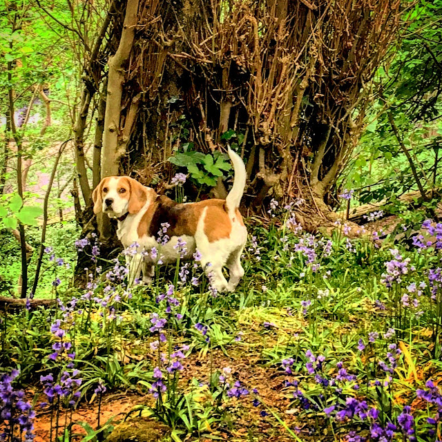 First Dates, always start with a good dog walk