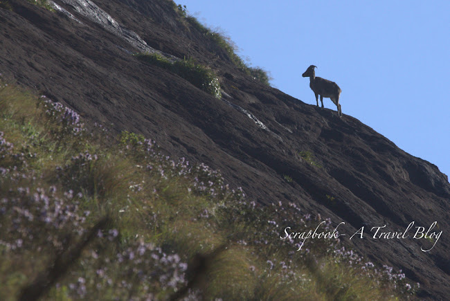 Neelakurinji Nilgiri Tahr Eravikulam Munnar Kerala