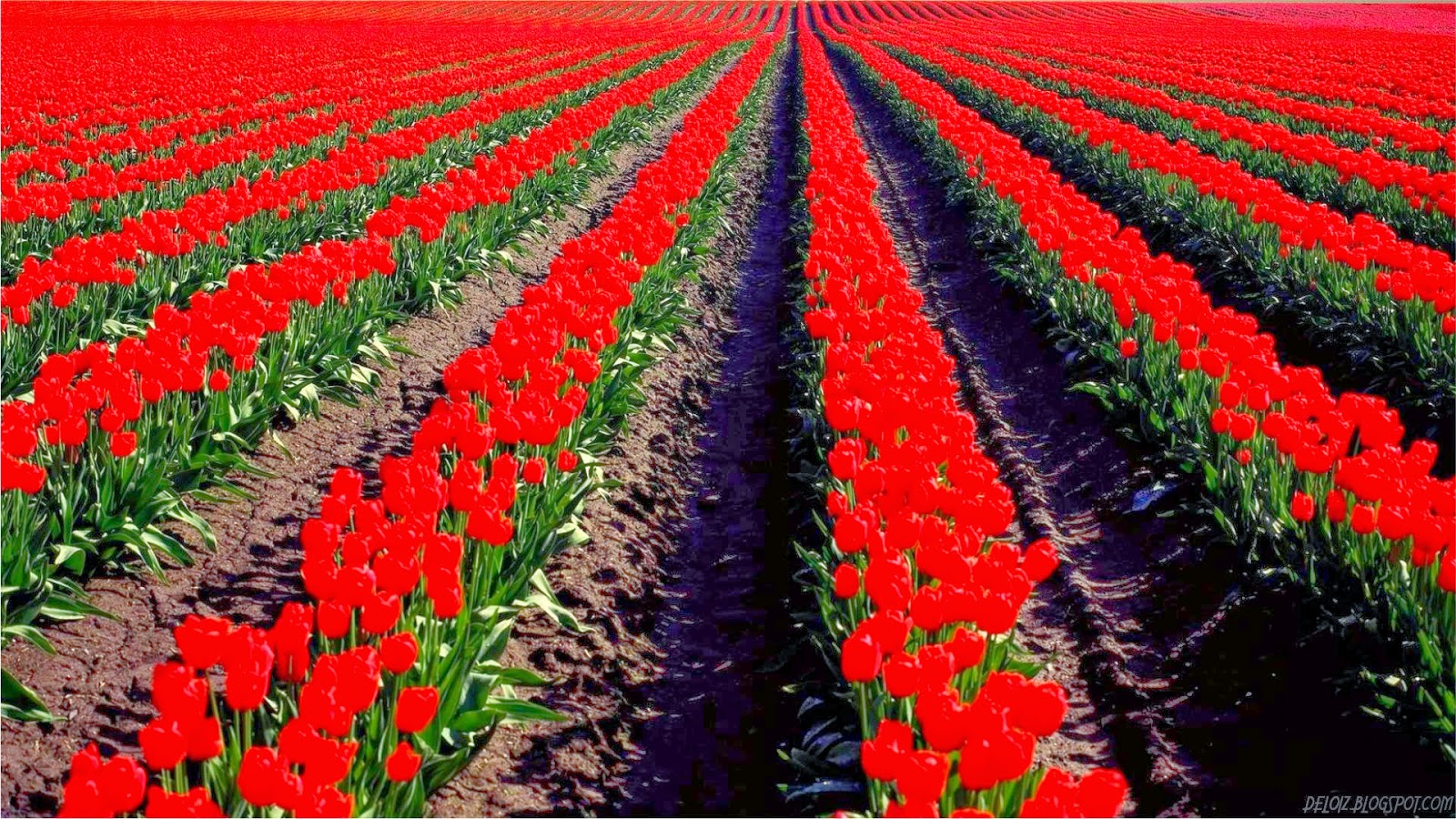 10 Wallpaper Bunga Tulip  Merah Deloiz Wallpaper 