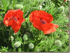 Poppies 2 close
