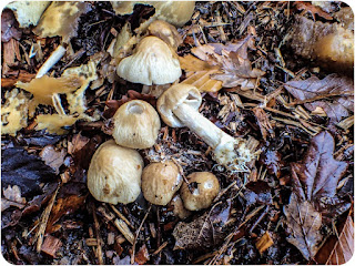 Wrinkled Fieldcap, Agrocybe rivulosa