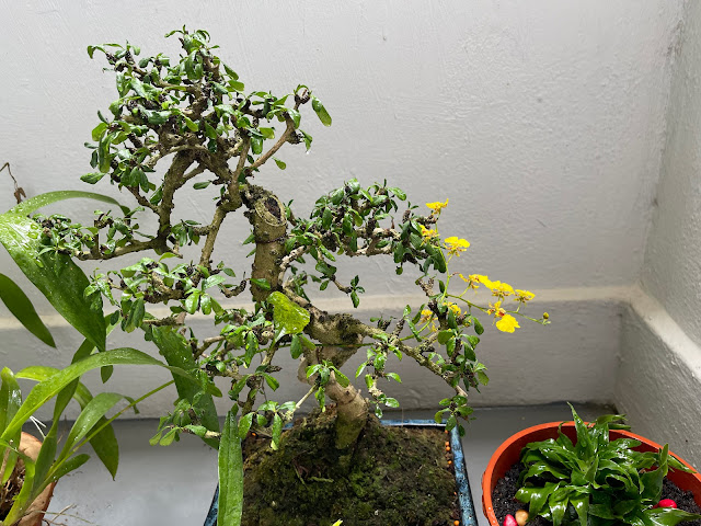 bonsai és táncoló hölgy orchidea