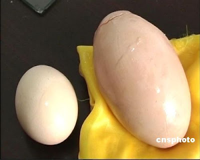 World's Largest Chicken Egg