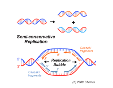 Struktur DNA dan Replikasinya  Ilmu Sains