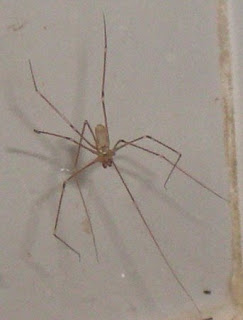 Spider, photo by Rosemary West © 2009