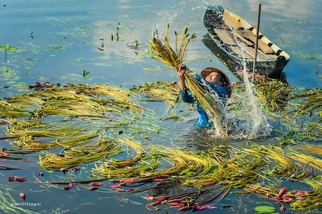 The blossom season of Water Lily Flower in Vietnam