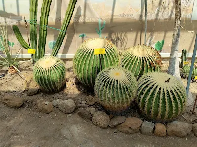 Orto Botanico Comunale di Luccaのサボテン