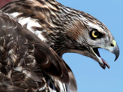 Northern Goshawk