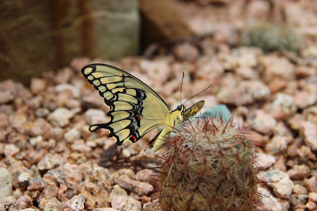 Papilio rumiko