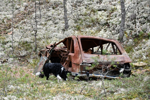 border collie stalla bilvrak