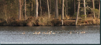 29-geese-loch-heron