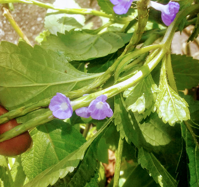 PLANTA MEDICINAL DE FLORES COMESTÍVEIS, LEVEMENTE ADOCICADAS