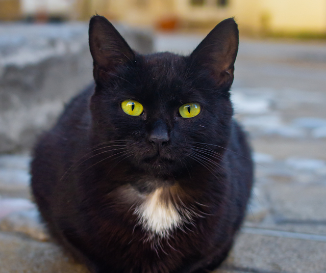 Pourquoi certaines personnes pensent que le chat noir porte malheur ?
