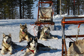 Taking a Break Dog Sledding Outdoor Winter Activities Sweden's Lapland