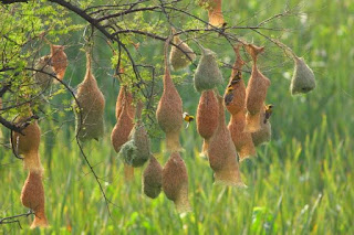 Baya weaver nest hanging from tree