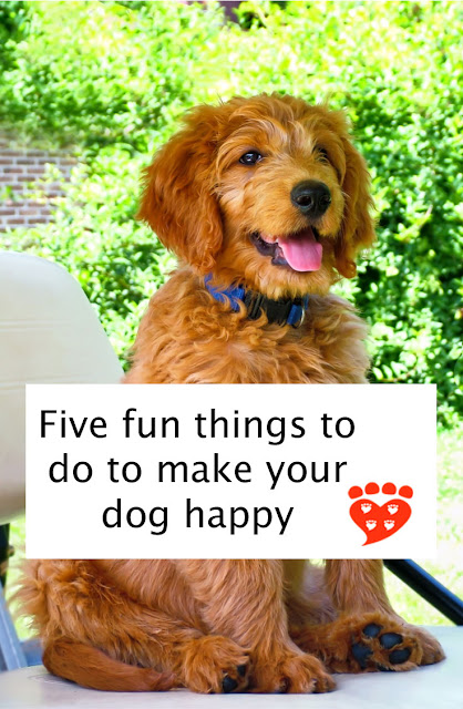 Five fun things to do to make your dog happy. Enrichment ideas for your dog, like this happy brown Goldendoodle puppy