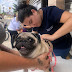 Mais de 200 mil animais imunizados no Dia D de vacinação contra raiva animal.