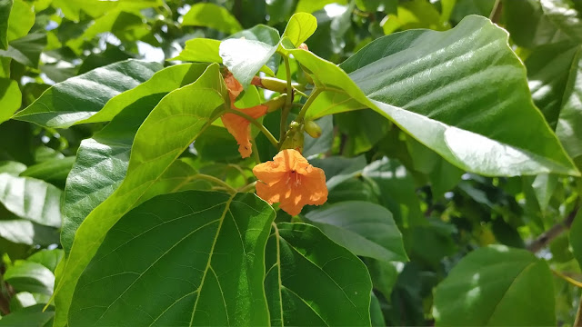 Cordia subcordata