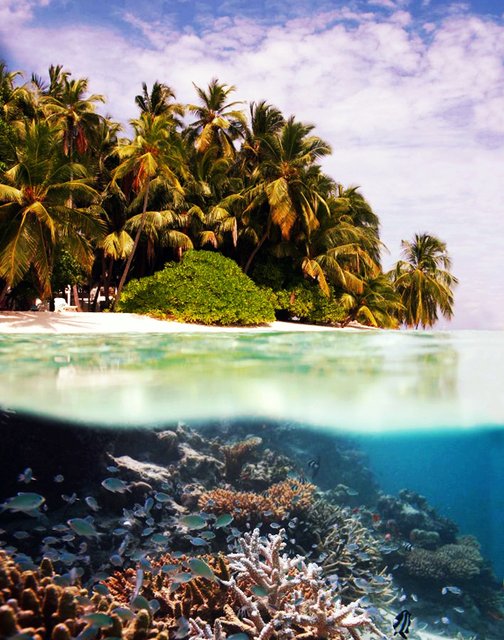 Tubbataha Reef, Philippines