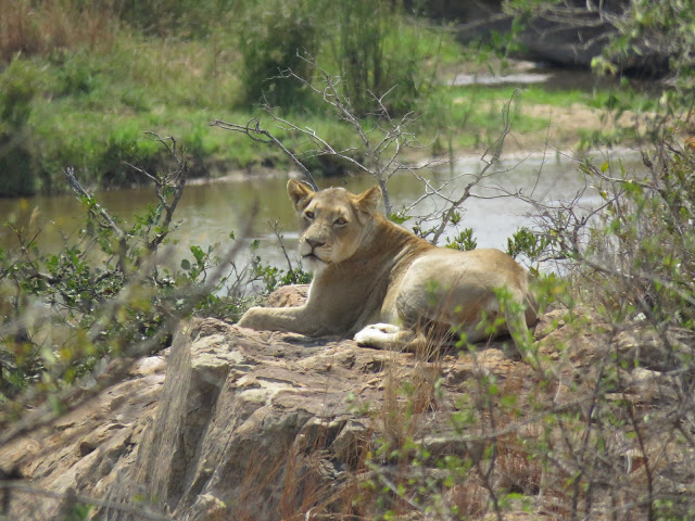 Kruger National Park lion