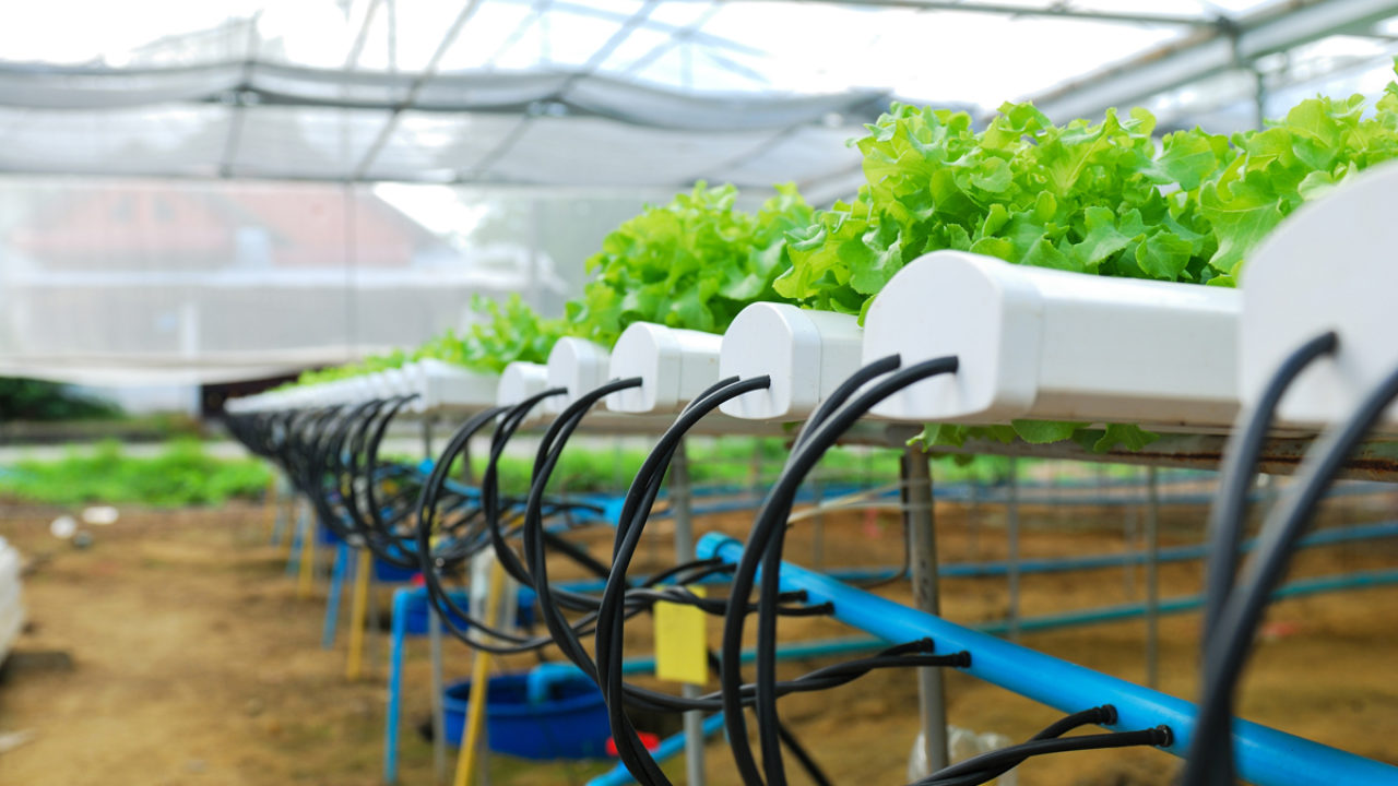 Hydroponic Farm in Zimbabwe Offers Solution To Chronic Water Challenges