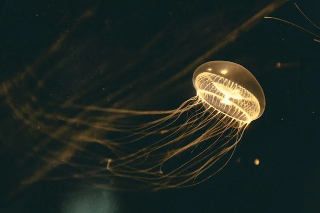 underwater picture of a jellyfish