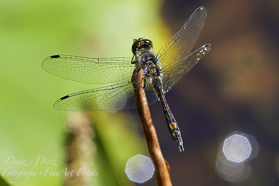 Schwarze Heidelibelle (Sympetrum danae)