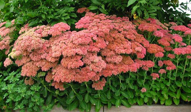 Autumn Joy Sedum Care2