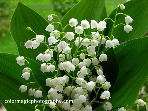 types of flowers to plant Lily of the Valley Flowers | 500 x 375