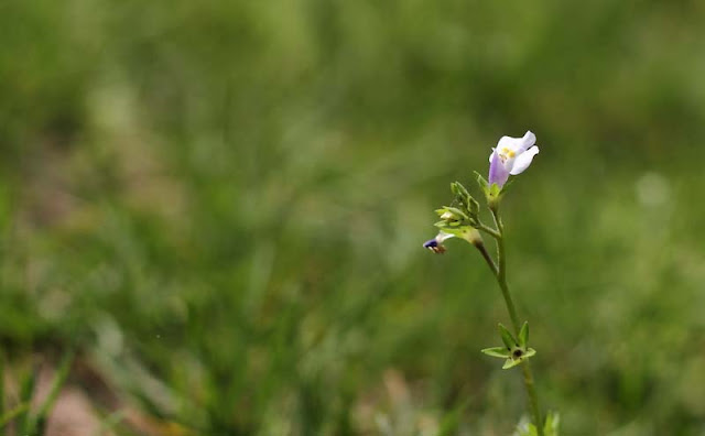 Mazus Japonicus Flowers Pictures