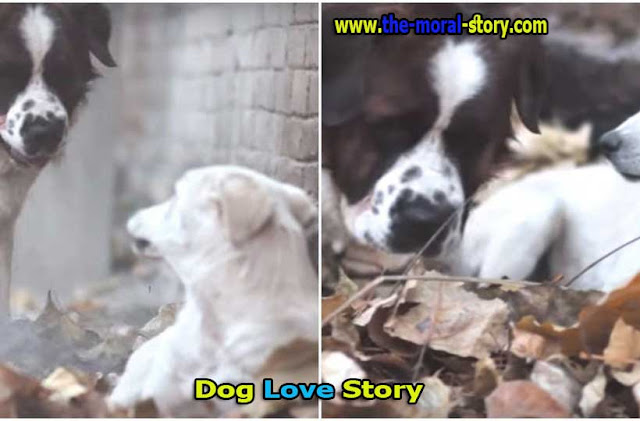 , a love story about a dog