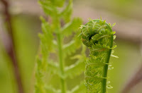 Ostrich fern