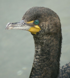 Phalacrocorax carbo - Grand Cormoran - Cormoran commun