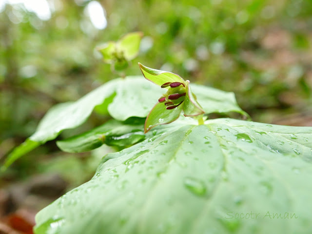 Trillium smallii