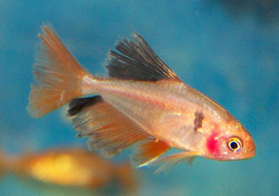 Jual Ikan Hias: November 2009