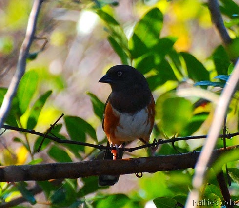 2. eastern towhee-kab