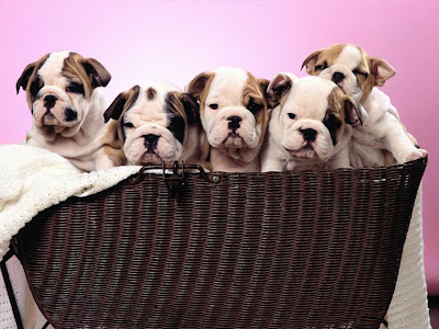 wallpaper cute puppy. Cute Puppies Wallpaper