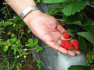 Pinoy Solo Hiker - Liliw Strawberry Farm