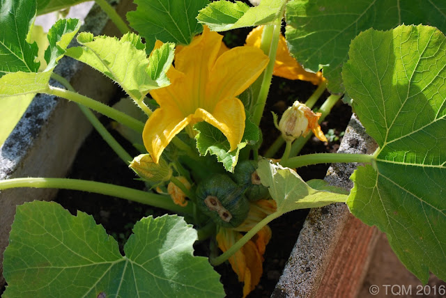 flor de calabacin