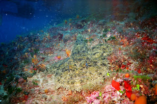 Angler Fish in Croatia