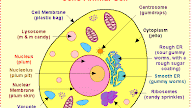 Animal Cell Diagram 3D Model - Animal Cell 3d Model In Medical Equipment 3dexport : The site offers awesome animations of both plant and animal cells with descriptions of each organelle.