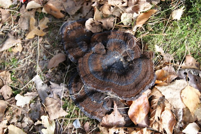 Teervlekkenzwam - - Ischnoderma benzoinum