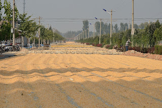 Corn drying in the sun on a street in Huairou district of Beijing