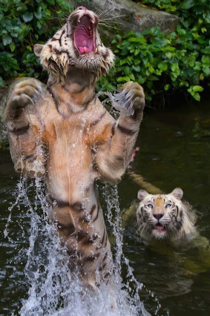 tigre saltando del agua