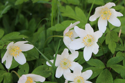 Bosanemoon - Boskanemoan - Anemone nemorosa